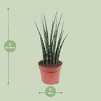 Sansevieria Fernwood Mikado (svigermors tunge) – Ø12 cm, 40 cm høj