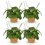 4× Maranta Fascinator Lemon Lime (plante prieuse) avec panier – Ø12 cm, 25 cm de haut