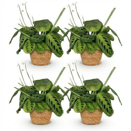 4× Maranta Fascinator Lemon Lime (Gebetsstaude) im Korb – Ø 12 cm, 25 cm hoch