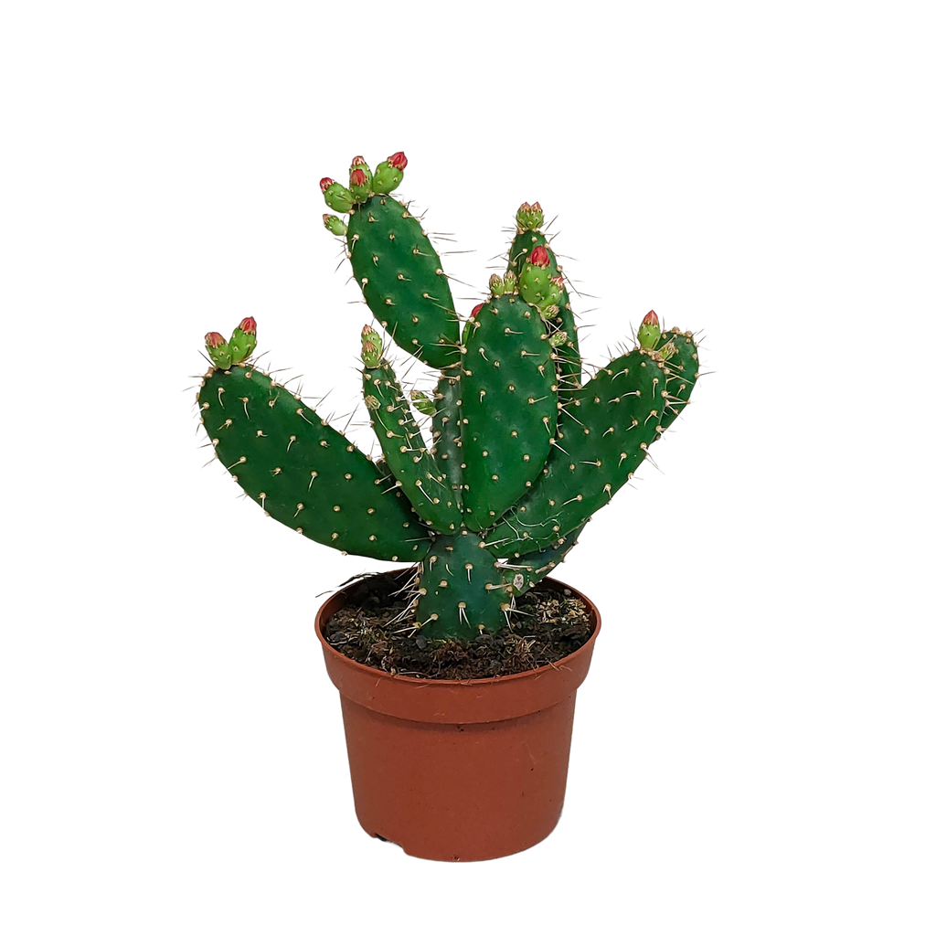 Opuntia quitensis (skivekaktus) – Ø12 cm, 30 cm høj