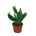 Opuntia quitensis (skivekaktus) – Ø12 cm, 30 cm høj