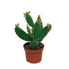 Opuntia quitensis (skivekaktus) – Ø12 cm, 30 cm høj