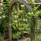 Lonicera japonica 'Halliana' (chèvrefeuille du Japon) – blanc-jaune – 6 plantes, Ø9 cm, 35 cm de haut