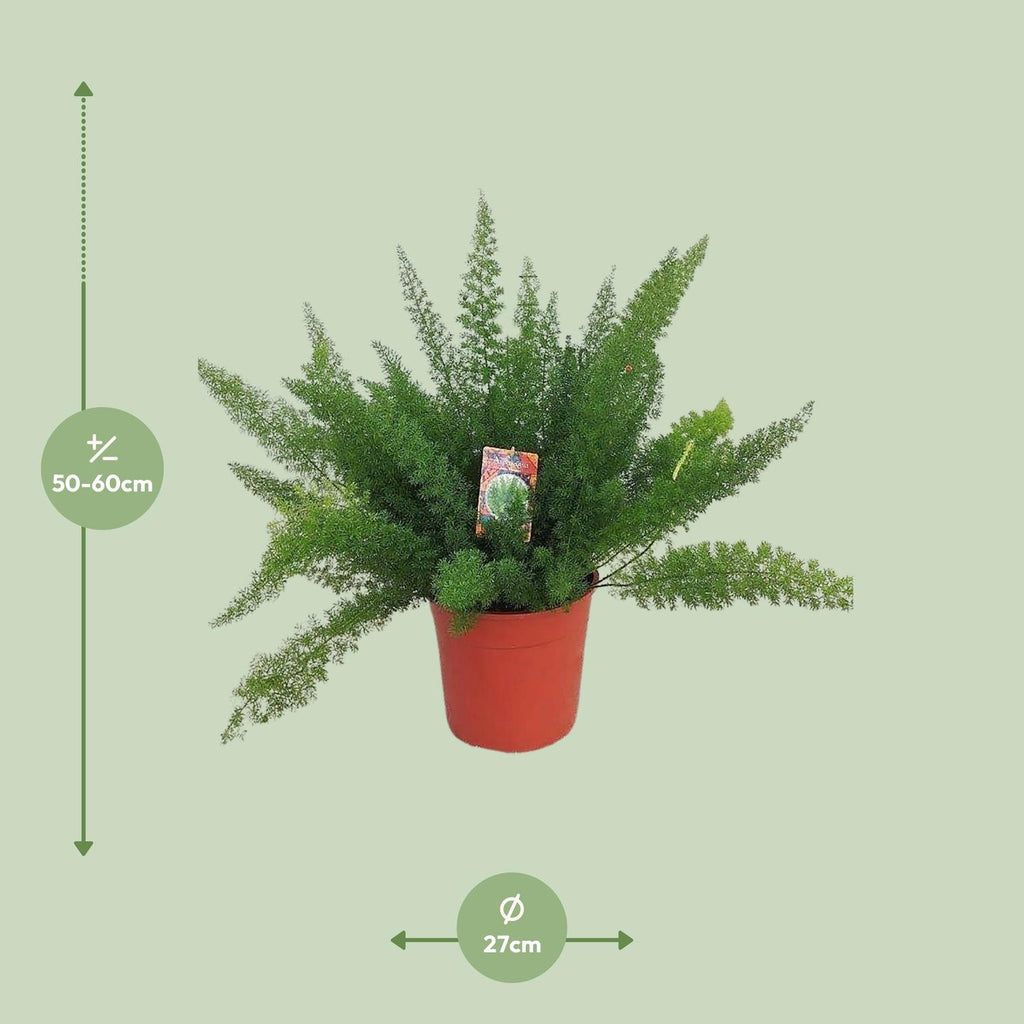 Asparagus D. Meyers (Schwertfarn) – Ø 27 cm, 60 cm hoch – Bild 4