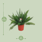 Asparagus D. Meyers (Schwertfarn) – Ø 27 cm, 60 cm hoch