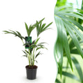 Howea forsteriana (kentia palm) – Ø17 cm, 70–75 cm high