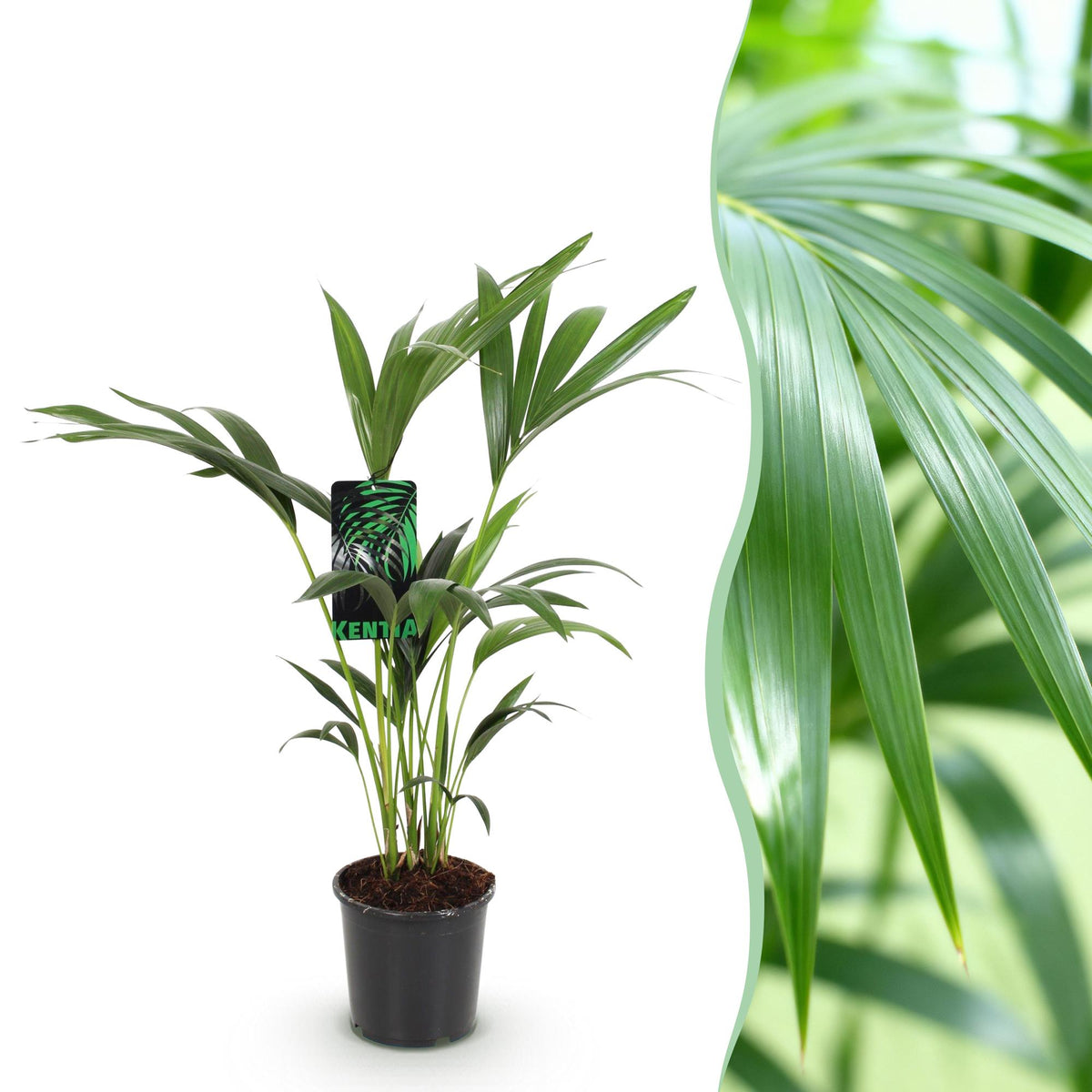 Howea forsteriana (kentiapalm) – Ø17 cm, 70–75 cm hoog