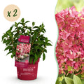 Hydrangea panniculata 'Groundbreaker Ruby' (hortensia paniculé) – rouge – 2 plantes, Ø14 cm, 20–25 cm de haut