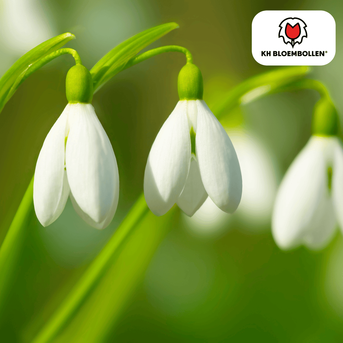 Jacinthe des bois – 30 bulbes