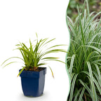 Carex morrowii 'Ice Dance' (Japanese sedge) – 24 plants, Ø11 cm, 15–25 cm high