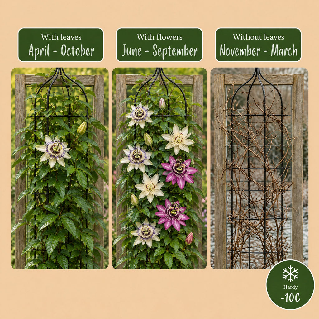 Passiflora 'Tricolour' (driekleurige passiebloem) – wit-paars-roze – 12 planten, Ø9 cm, 35 cm hoog – foto 6