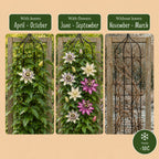Passiflora 'Tricolour' (driekleurige passiebloem) – wit-paars-roze – 12 planten, Ø9 cm, 35 cm hoog