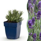 Lavandula angustifolia 'Munstead' (lavendel) – paars – Ø11 cm, 15–25 cm hoog