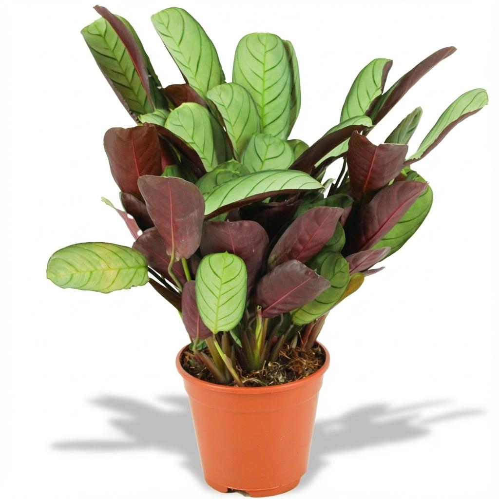 Ctenanthe Amagris (visgraatplant) – Ø14 cm, 35–40 cm hoog