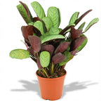 Ctenanthe Amagris (visgraatplant) – Ø14 cm, 35–40 cm hoog