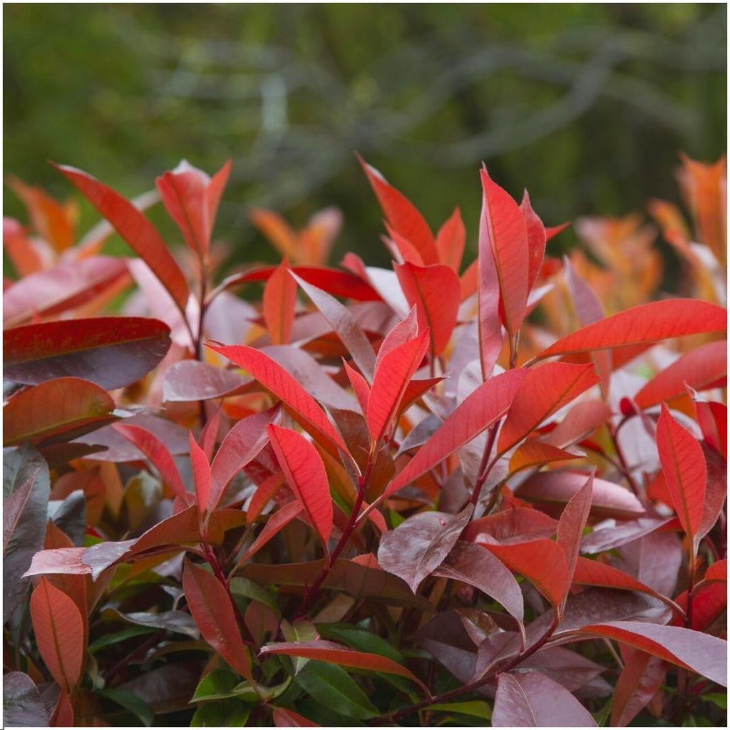 Photinia fraseri 'Red Robin' (glossy photinia) – 6 plants, 25 cm high – photo 3