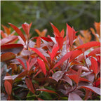 Photinia fraseri 'Red Robin' (glossy photinia) – 6 plants, 25 cm high