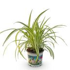 Chlorophytum comosum Variegatum (Grünlilie) – Ø 12 cm, 20 cm hoch