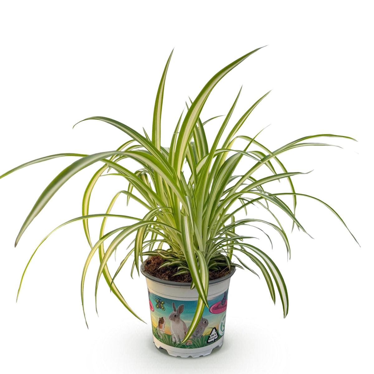 Chlorophytum comosum Variegatum (Grünlilie) – Ø 12 cm, 20 cm hoch – Bild 2