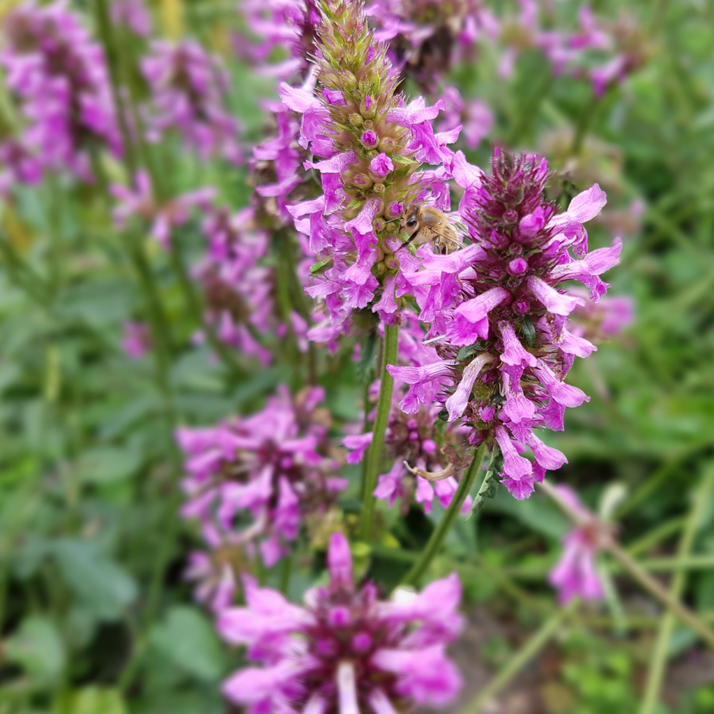 Stachys monnieri 'Hummelo' (Eselsohr) – 24 Pflanzen, Ø9 cm, 10–25 cm hoch – Bild 7