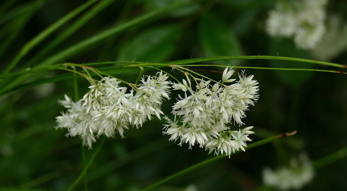 Luzula nivea (Schneegänseblümchen) – 48 Pflanzen, Ø9 cm, 10–25 cm hoch – Bild 6