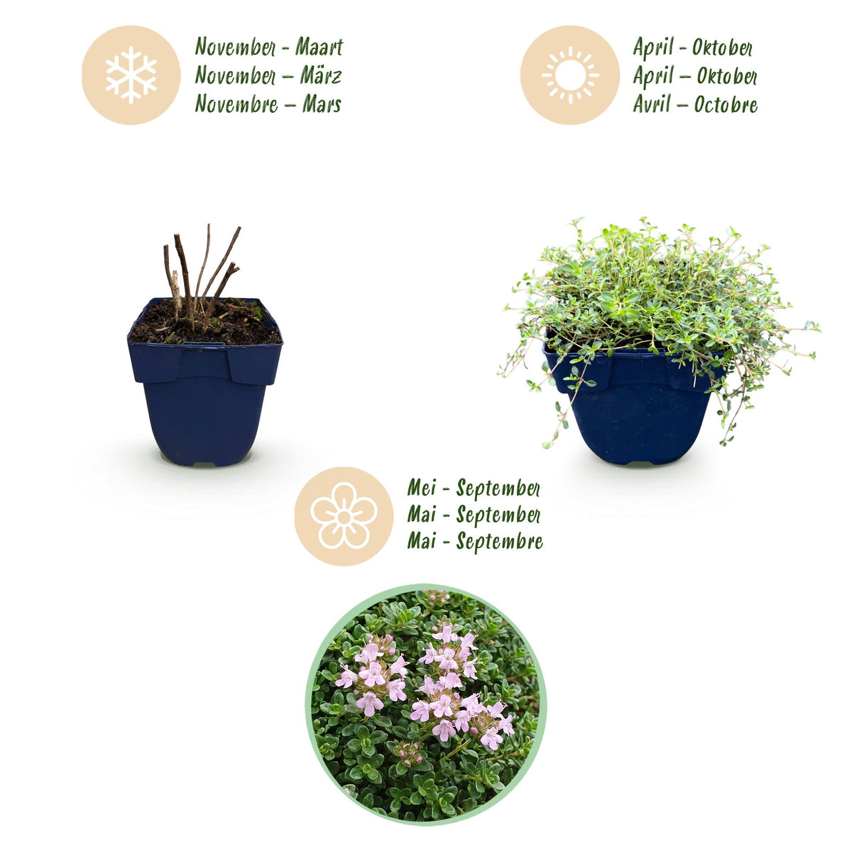 Thymus praecox minor (kruiptijm) – roze – 12 planten, Ø11 cm, 15–25 cm hoog