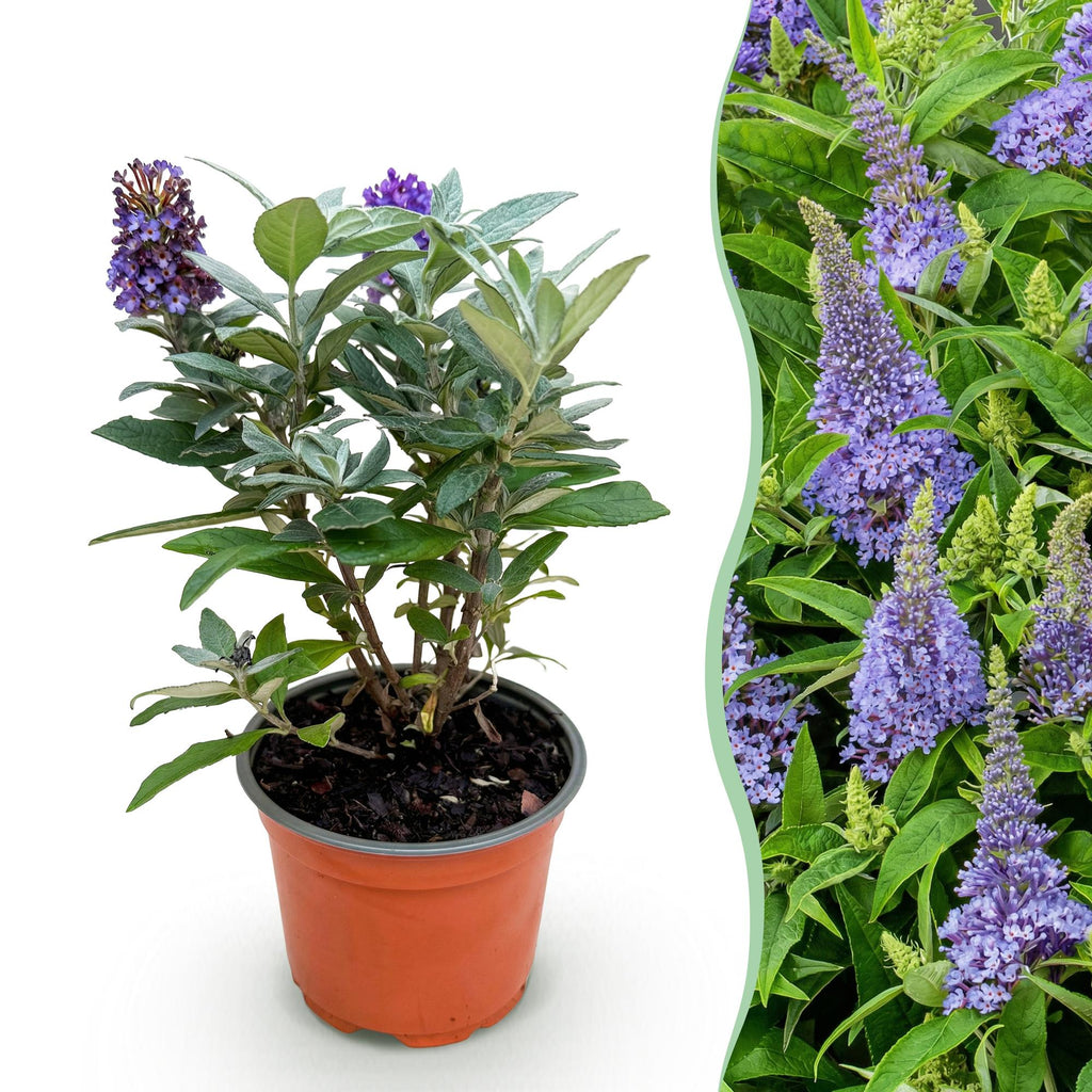 Buddleja davidii 'Butterfly Candy Little' (vlinderstruik) – lila – Ø12 cm, 20–25 cm hoog