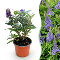 Buddleja davidii 'Butterfly Candy Little' (vlinderstruik) – lila – Ø12 cm, 20–25 cm hoog
