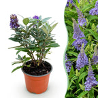 Buddleja davidii 'Butterfly Candy Little' (vlinderstruik) – lila – Ø12 cm, 20–25 cm hoog