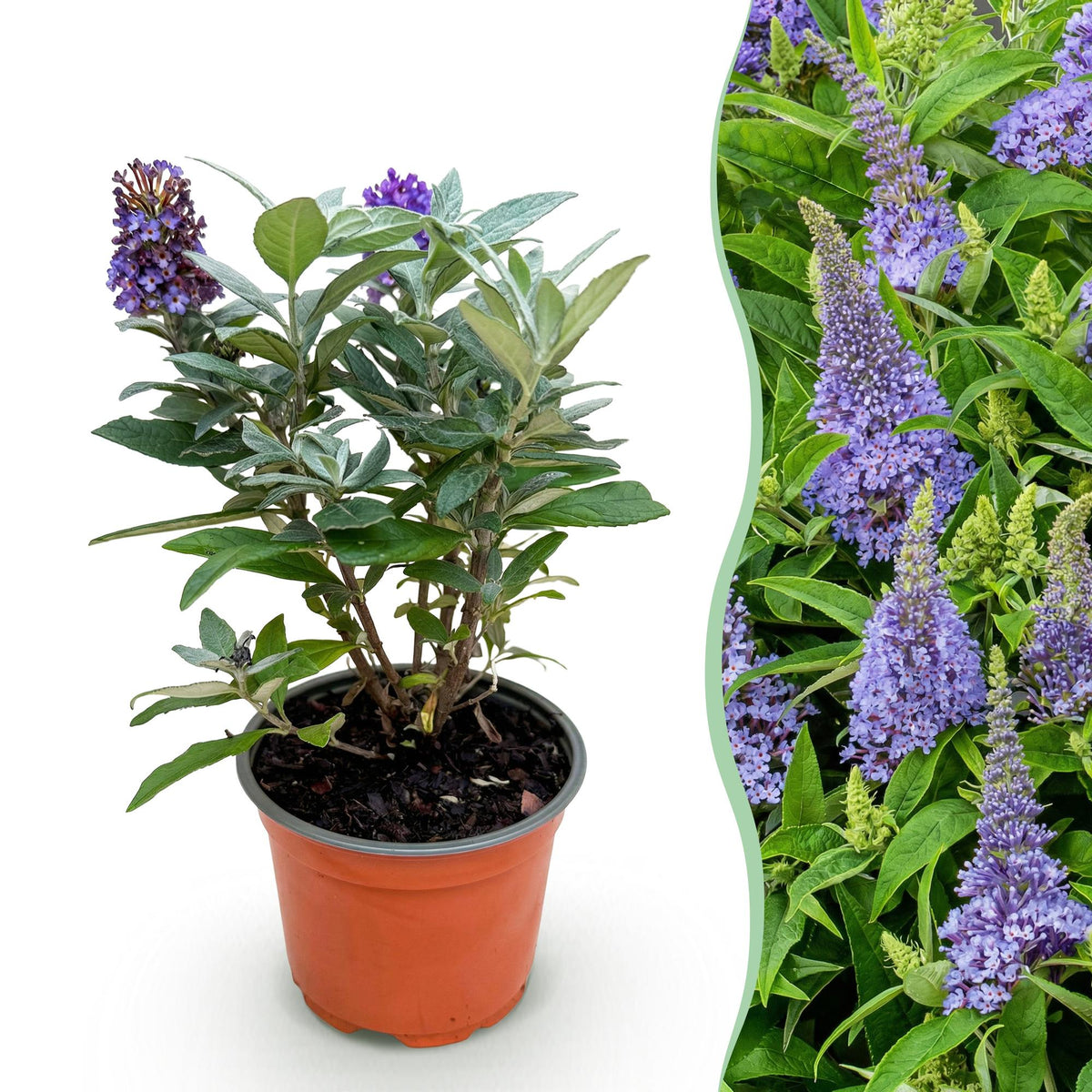 Buddleja davidii 'Butterfly Candy Little' (vlinderstruik) – lila – Ø12 cm, 20–25 cm hoog