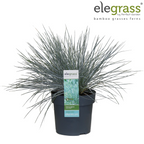 Festuca glauca 'Azura Blue' (blue fescue) – Ø19 cm, 40 cm high – art. 6627