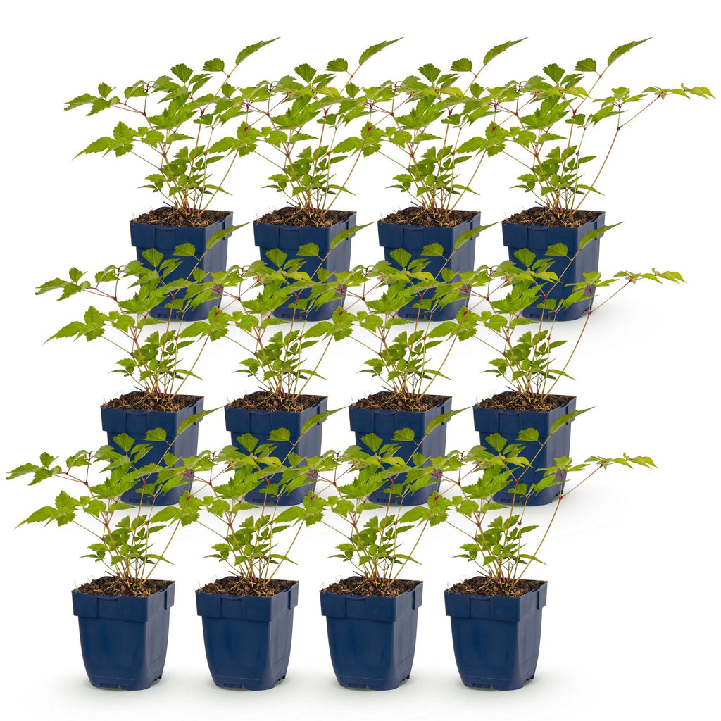 Astilbe 'Europa' (astilbe) – rose – 12 plants, Ø11 cm, 15–25 cm de haut