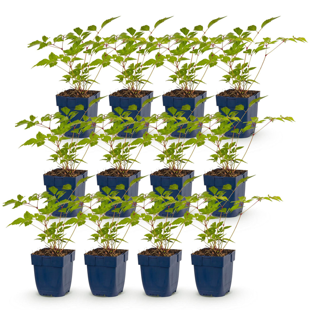 Astilbe 'Europa' (Fliederblumen) – rosa – 12 Pflanzen, Ø11 cm, 15–25 cm hoch