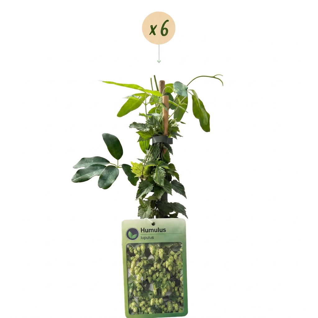 Humulus lupulus 'Nordbrau' (noordbrouwhop) – 6 planten, Ø9 cm, 35 cm hoog – photo 2