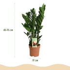 2× Zamioculcas (ZZ-plante) – Ø17 cm, 65–75 cm høj