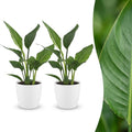 2× Strelitzia reginae (paradisfugleblomst) i hvid Potter-pottedø – Ø12 cm, 35 cm høj
