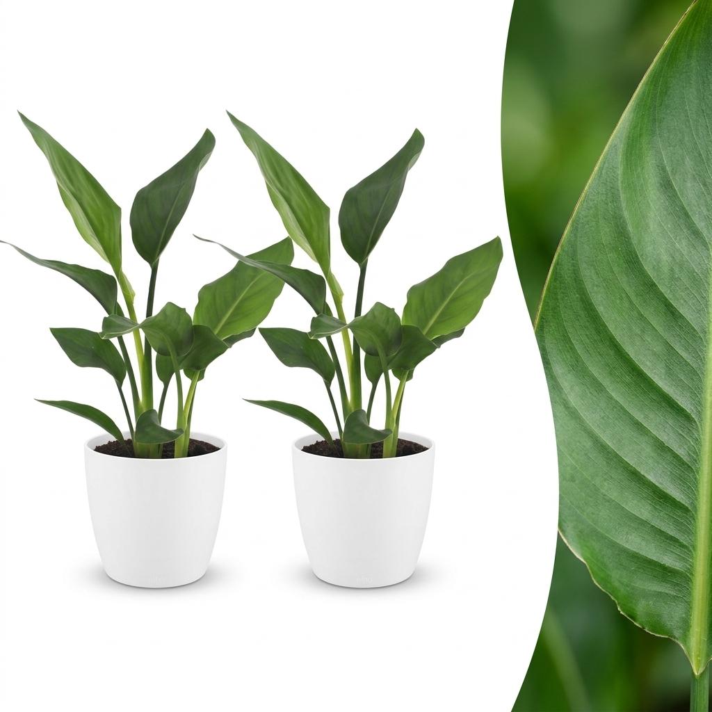 2× Strelitzia reginae (paradisfugleblomst) i hvid Potter-pottedø – Ø12 cm, 35 cm høj