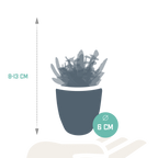 Vetplanten in witte pot – Ø6 cm, 13 cm hoog