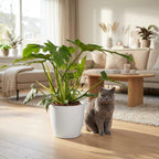 Philodendron Lacerum i Potter-pyntepotte hvid – Ø19 cm, 65 cm høj