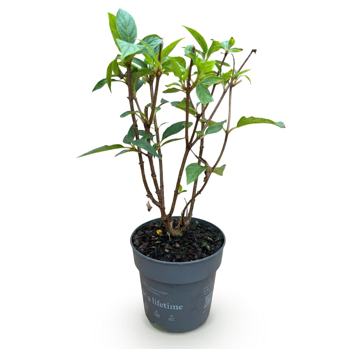 Hydrangea panniculata 'Living Pink & Rose' (pluimhortensia) – roze – Ø12 cm, 20–30 cm hoog
