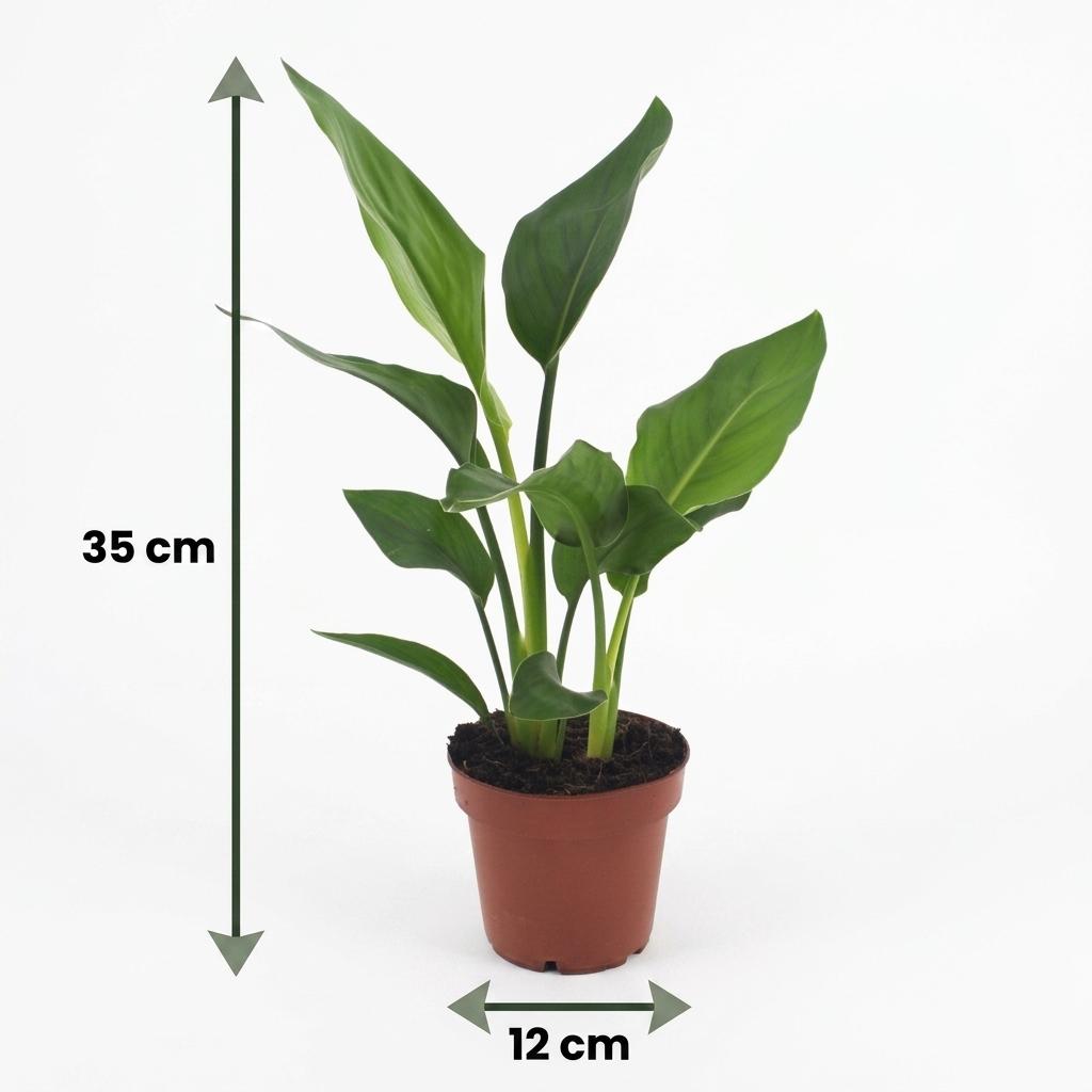Strelitzia reginae (oiseau de paradis) en pot de décoration gris – Ø12 cm, 35 cm de haut