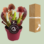 Sarracenia Catesbaei (trompetbægerplante) – Ø12 cm, 23 cm høj