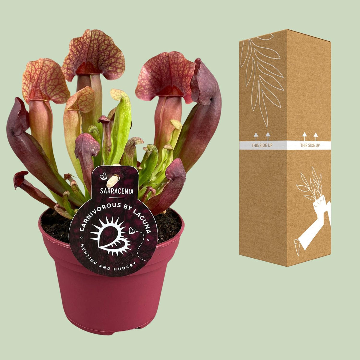 Sarracenia Catesbaei (trompetbægerplante) – Ø12 cm, 23 cm høj