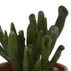 Sukkulenten – Ø 6 cm, 13 cm hoch