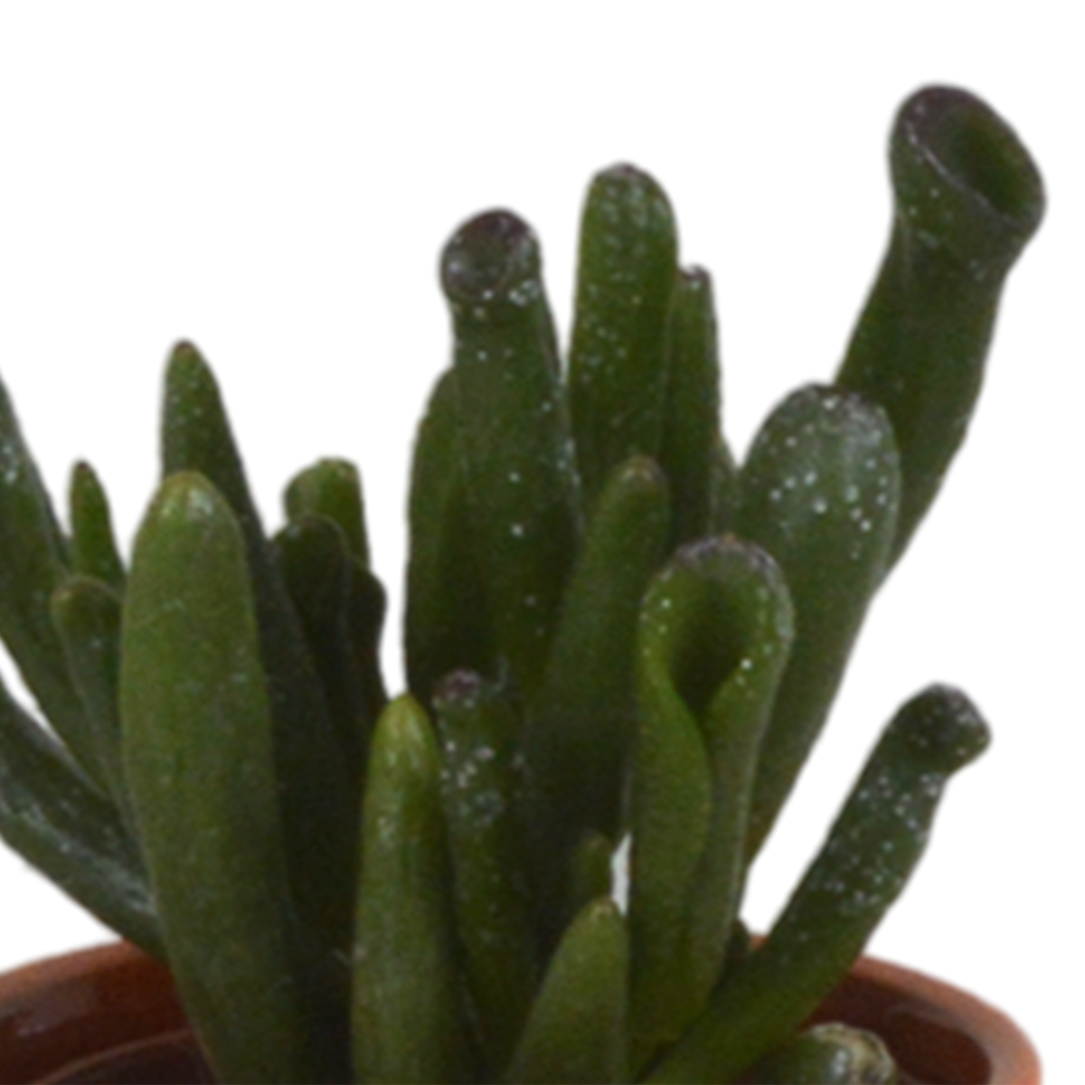 Sukkulenten – Ø 6 cm, 13 cm hoch