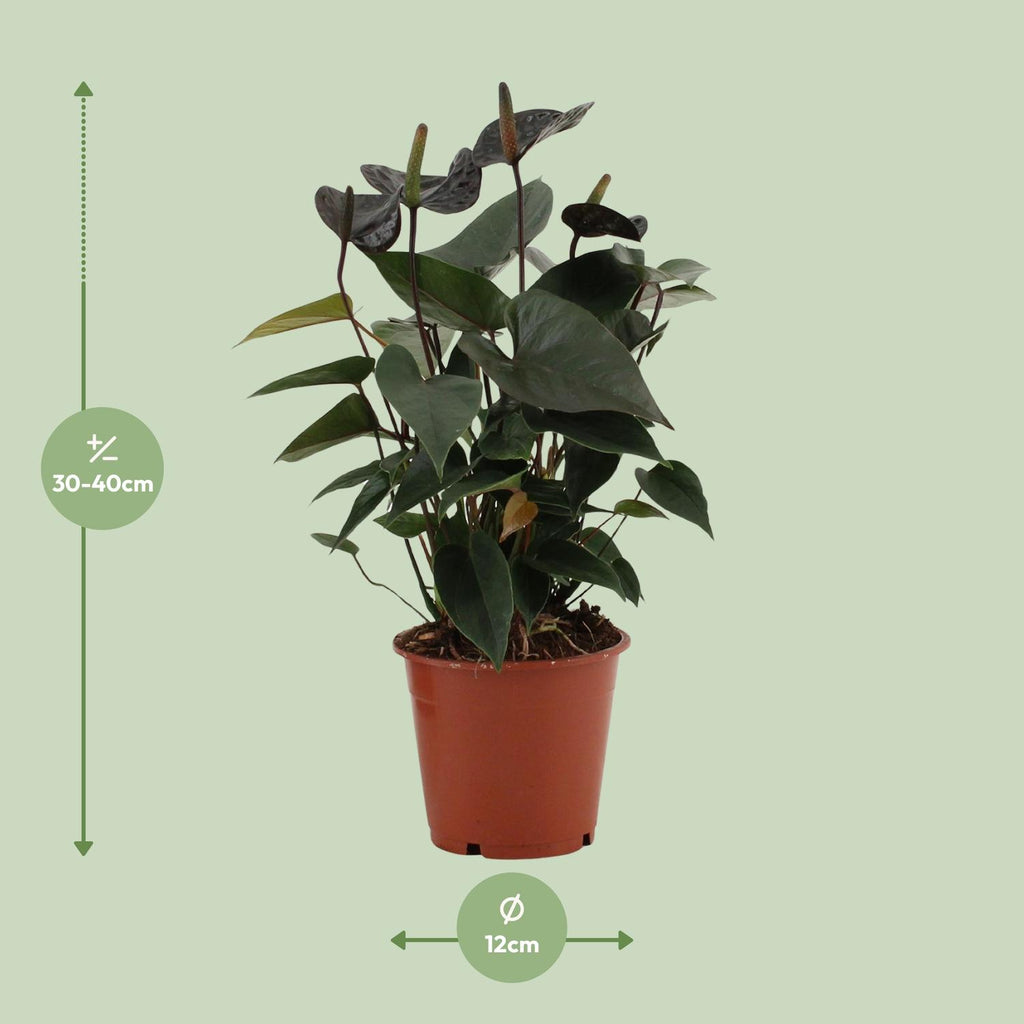 Anthurium Black Love in durchsichtiger Folie (Flammenlilie) – Ø 12 cm, 36 cm hoch