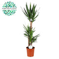 Yucca – Ø24 cm, 125 cm høj