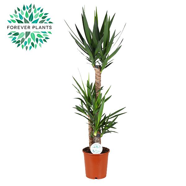 Yucca – Ø24 cm, 125 cm hoog