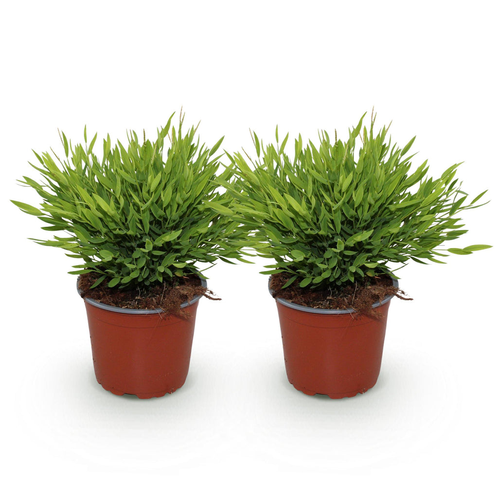 2× Bamusa Pogonatherum Monica (bambusgræs) – Ø12 cm, 30–35 cm høj