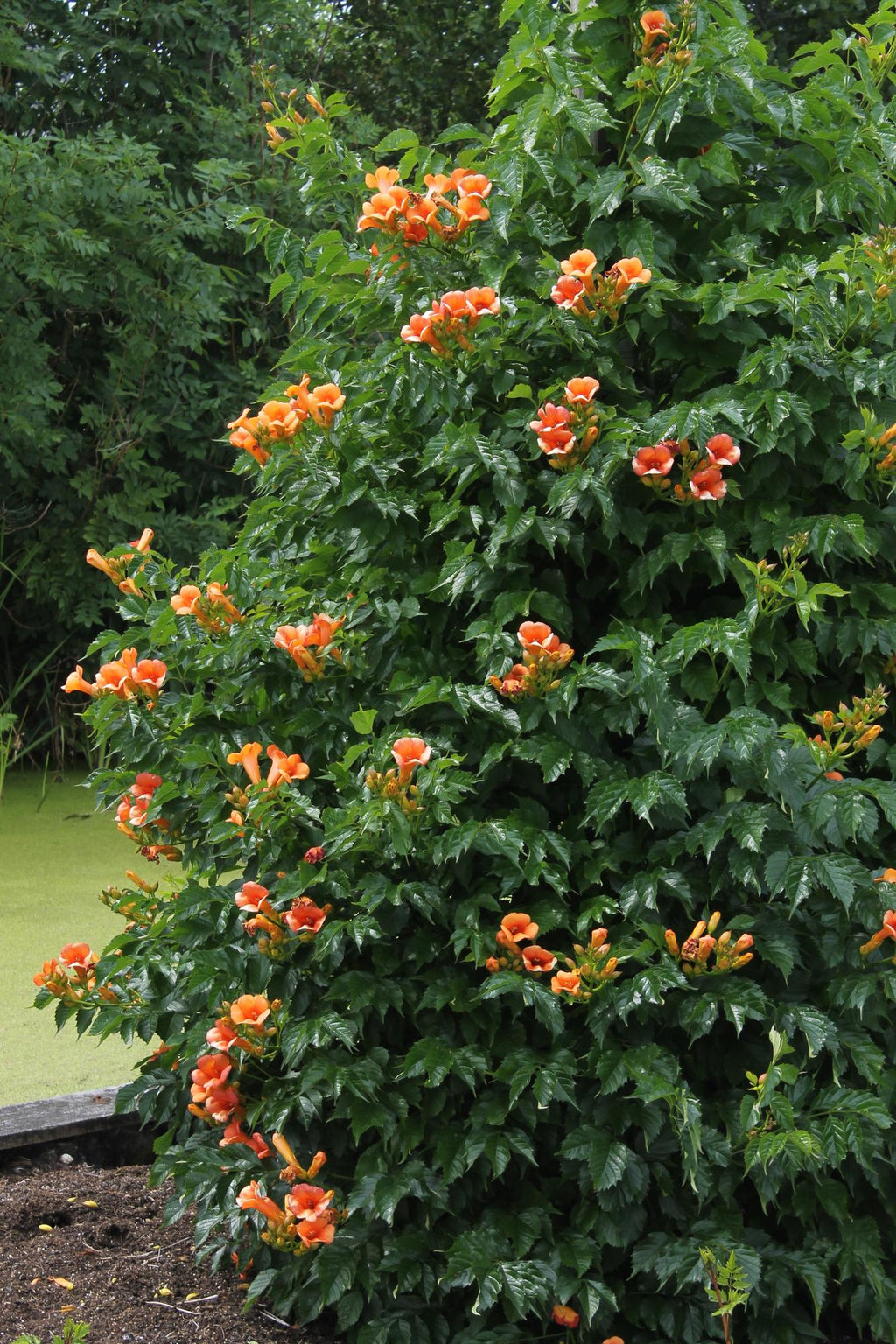 Campsis 'Indian Summer' (Trompeten-Kletterpflanze) – 2 Pflanzen, Ø15 cm, 65 cm hoch – Bild 2